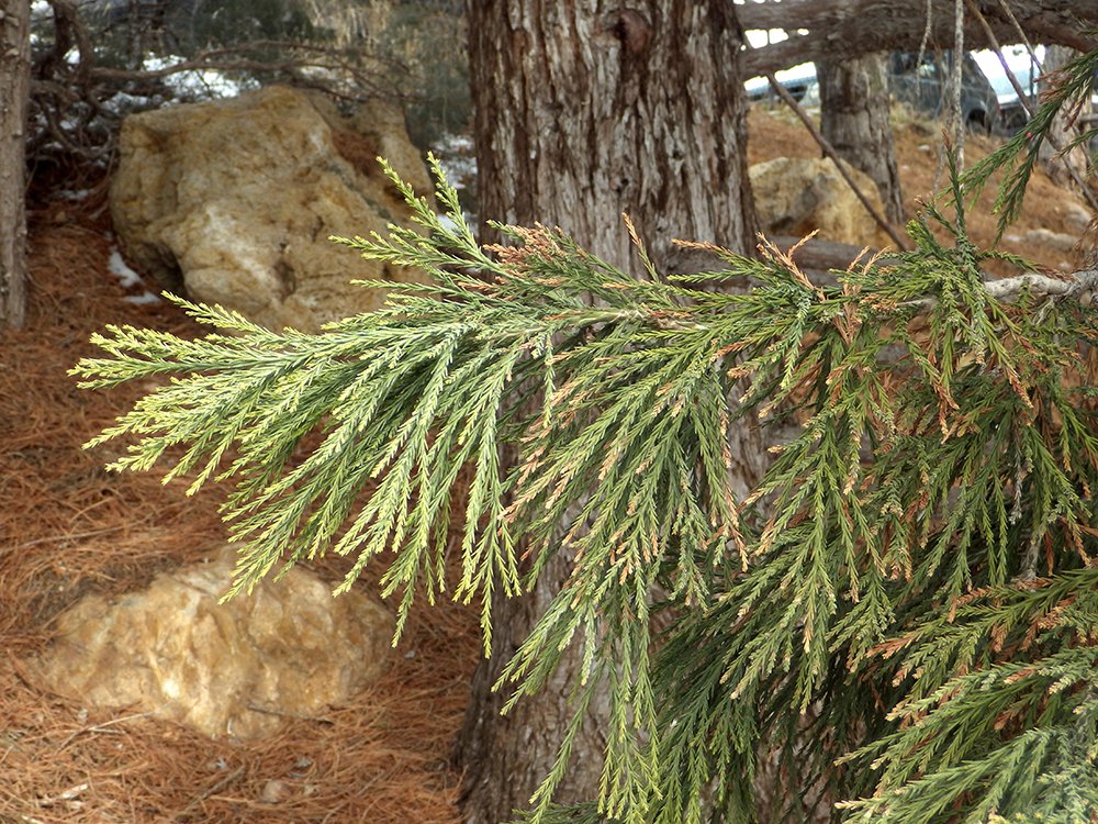 Sequoiadendron giganteum Leaves JWB16.JPG