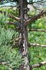 Sequoiadendron giganteum 'Powder Blue' Bark JW12.JPG