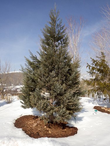 Sequoiadendron giganteum 'Powder Blue' Habit HMS16.JPG