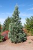 Sequoiadendron giganteum 'Powder Blue' Habit JWB17.JPG