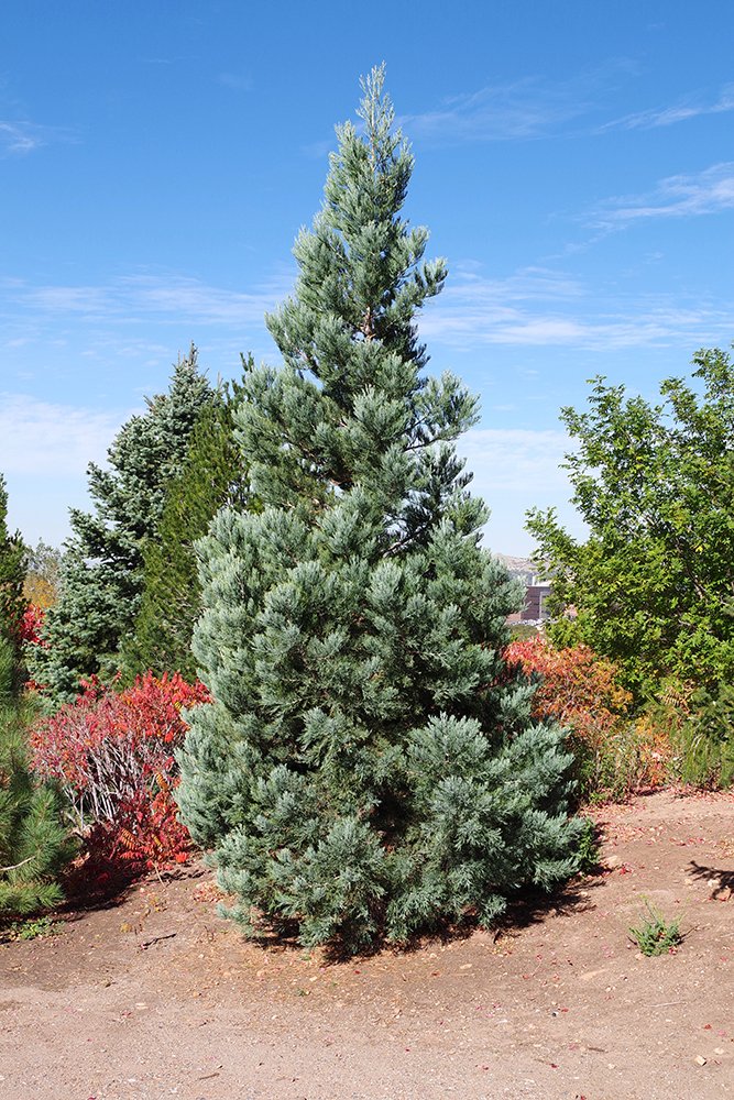 Sequoiadendron giganteum 'Powder Blue' Habit JWB17.JPG