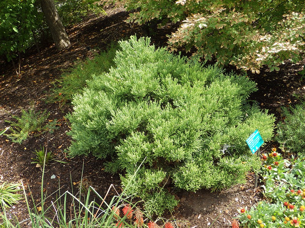 Sequoiadendron giganteum 'Von Martin' Habit JWB15.JPG