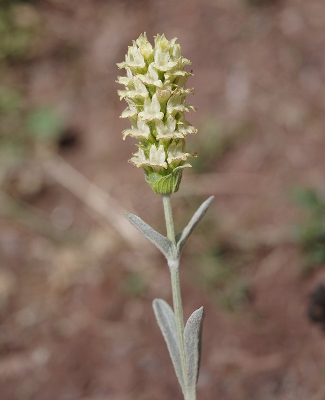 Sideritis-syriaca-&#x27;Jameson-Selection&#x27;-Flowers-1-JWB22