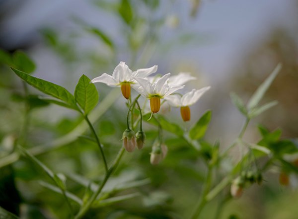 Solanum-jamesii-Flowers-1-JWB22