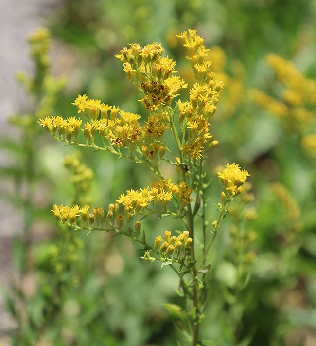 Solidago-canadensis-Flowers-3-JWB23