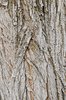 Sophora-japonica-Bark-1-GLE21.JPG