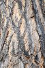 Sophora-japonica-Bark-2-GLE21.JPG