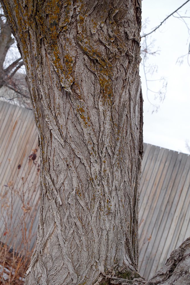 Sophora japonica Bark 1 JWB19.JPG