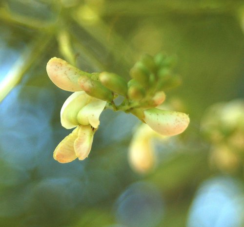 Sophora japonica Flower JWB.JPG