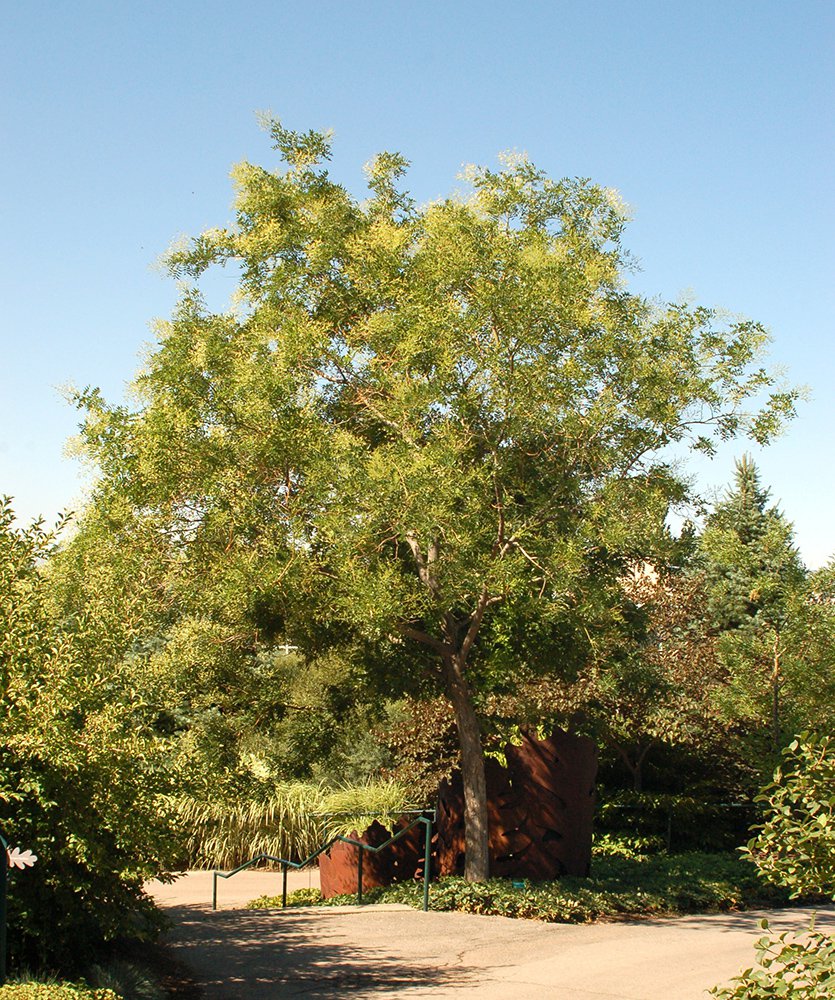 Sophora japonica Habit JWB.JPG