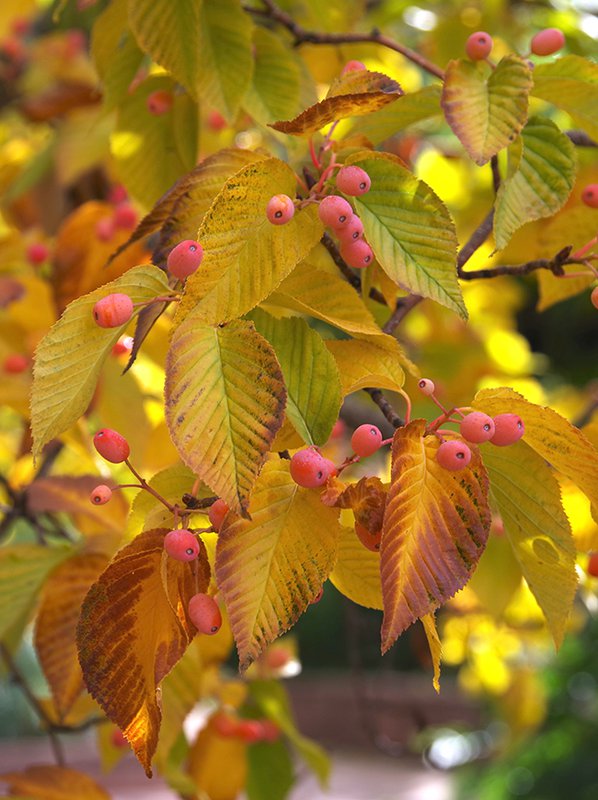 Sorbus-alnifolia-Fall-Colors-1-JWB22