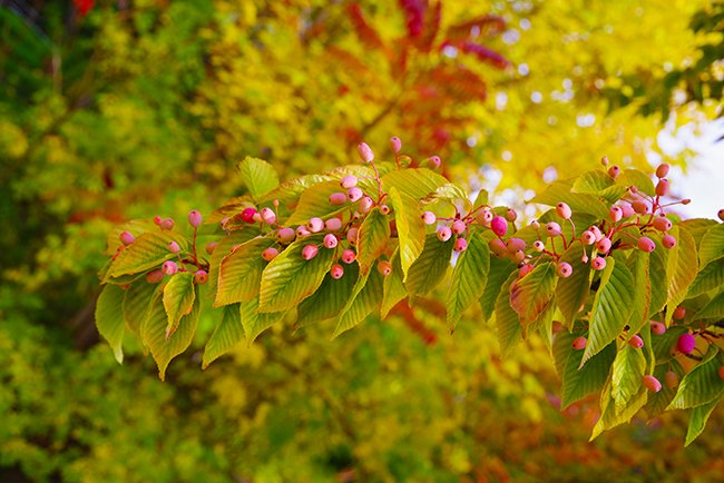 Sorbus-alnifolia-Fall-Fruit-11-HMS24