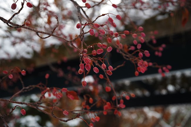 Sorbus-alnifolia-Fruit-Winter-HMS23