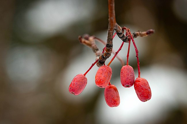 Sorbus-alnifolia-Winter-Fruits-KAK24