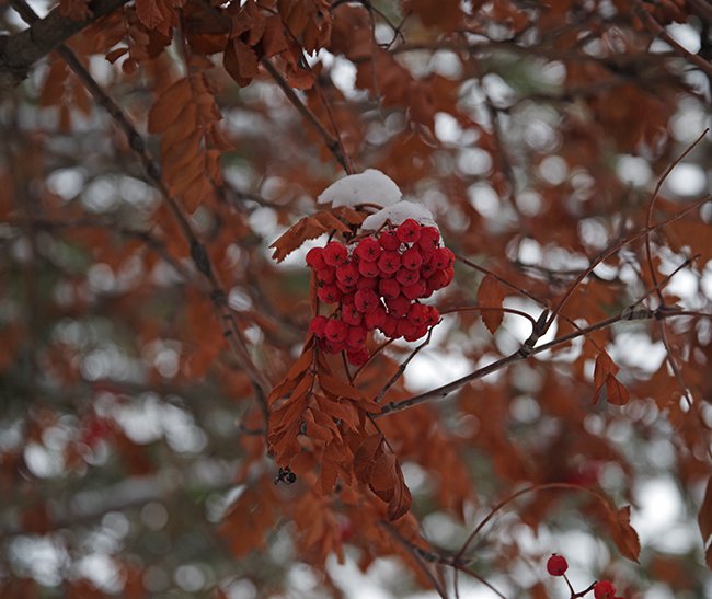 Sorbus-aucuparia-Fruit-Winter-HMS23