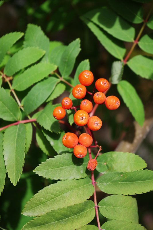 Sorbus-scopulina-Fruit-Fall-JWB21.jpg