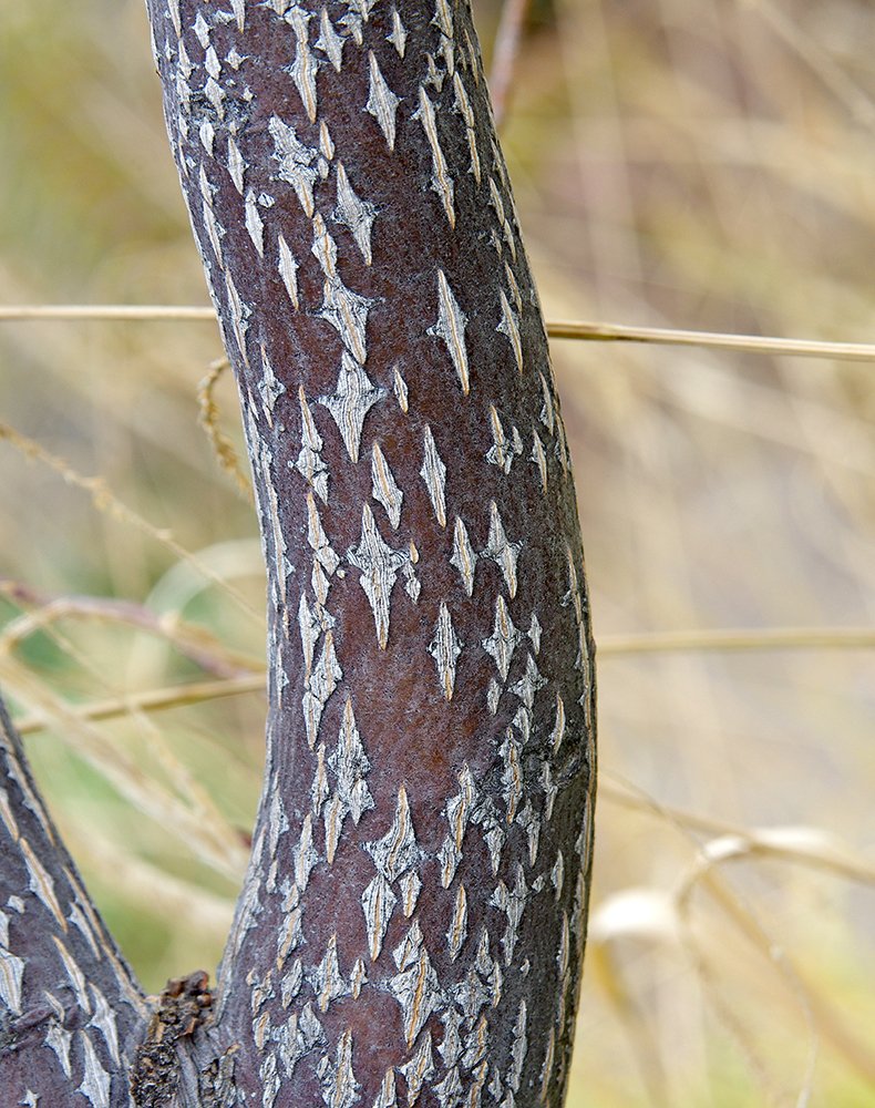 Sorbus alnifolia Bark JWB13.JPG