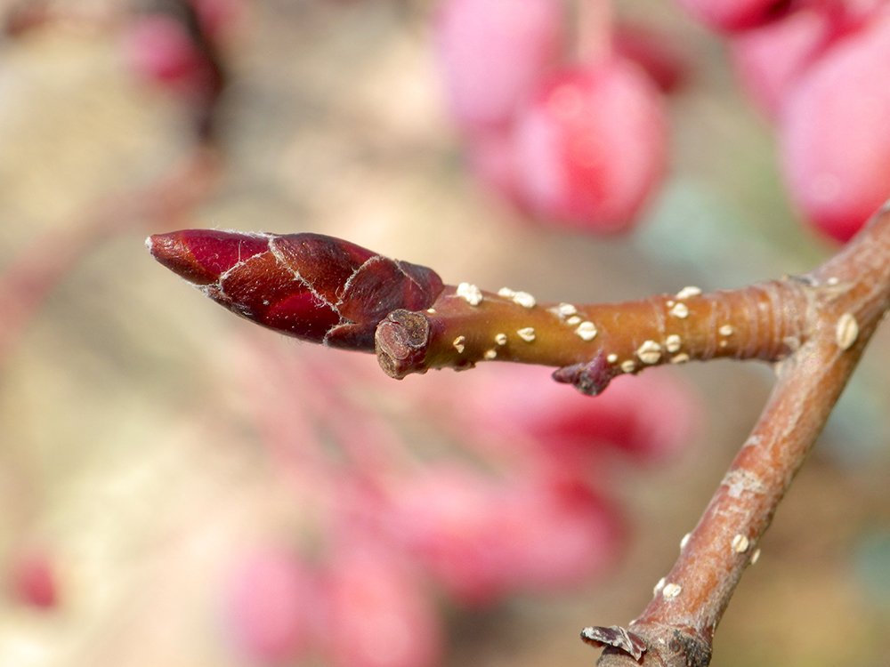 Sorbus alnifolia Buds JWB16.JPG