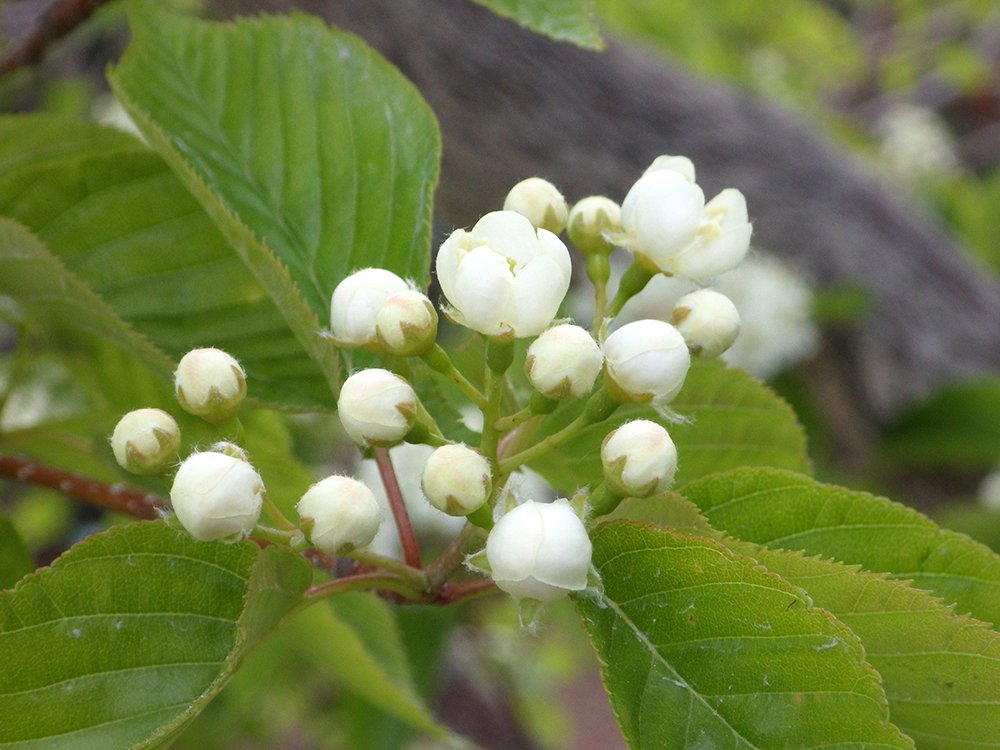 Sorbus alnifolia Flower Buds JWB15.JPG