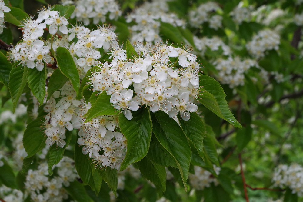 Sorbus alnifolia Flowers 1 JWB19.JPG