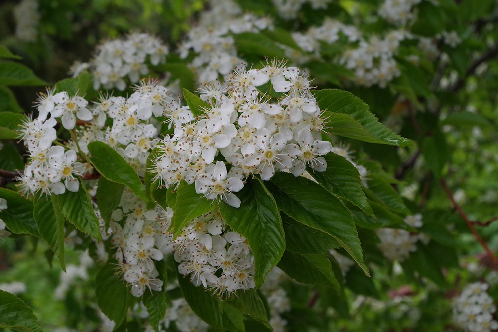 Sorbus alnifolia Flowers 2 JWB19.JPG