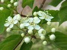 Sorbus alnifolia Flowers and Buds JWB15.JPG