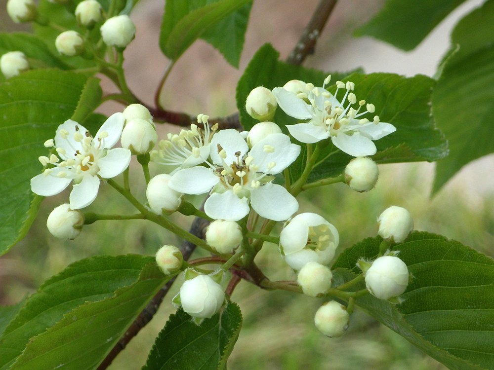 Sorbus alnifolia Flowers and Buds JWB15.JPG