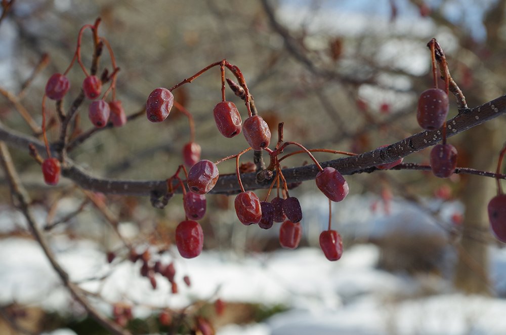 Sorbus alnifolia Fruit 3 HMS16.JPG