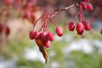 Sorbus alnifolia Fruit HMS19.JPG
