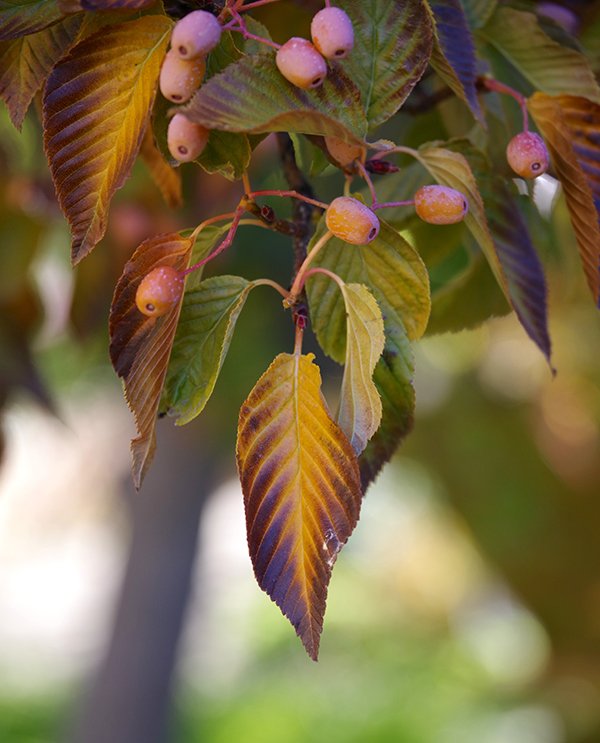 Mountain Ash