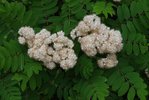 Sorbus aucuparia Flowers 1 JWB19.JPG