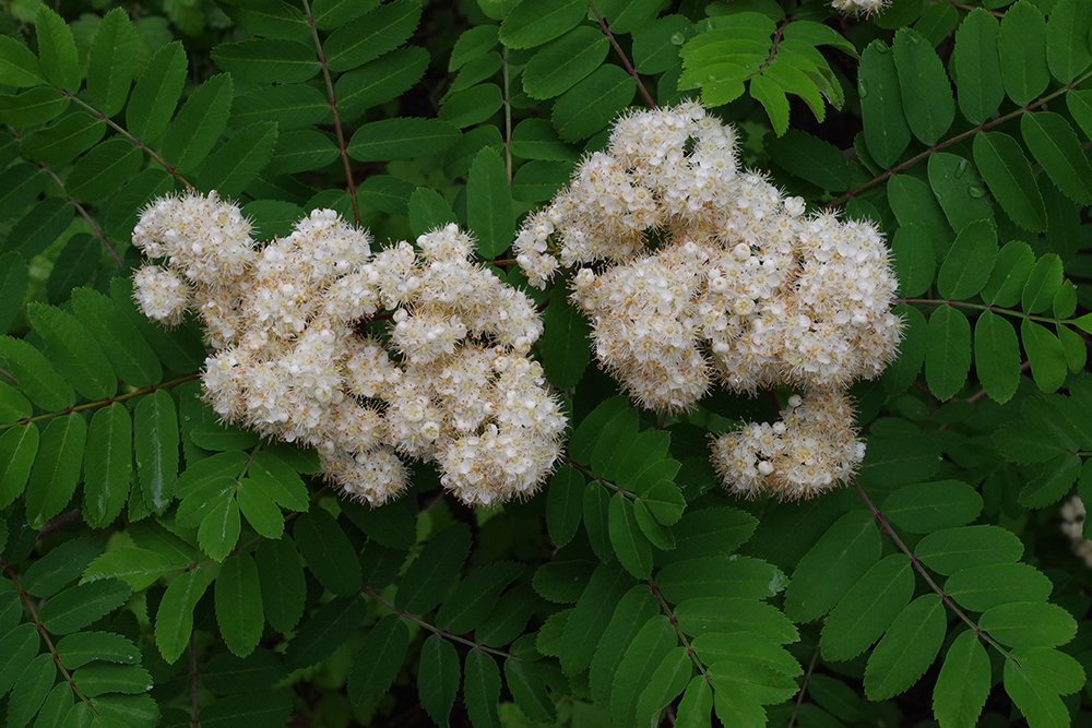 Sorbus aucuparia Flowers 1 JWB19.JPG