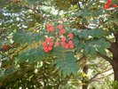 Sorbus aucuparia Fruit and Leaves HMS16.JPG