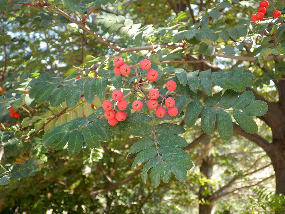 Sorbus aucuparia Fruit and Leaves HMS16.JPG