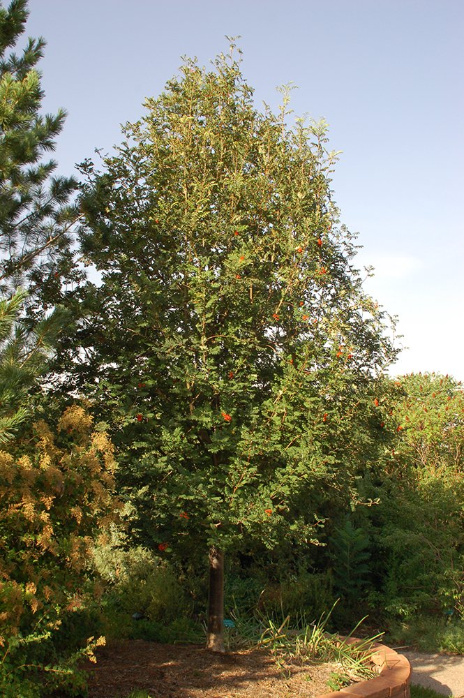 Sorbus aucuparia Habit JWB.JPG