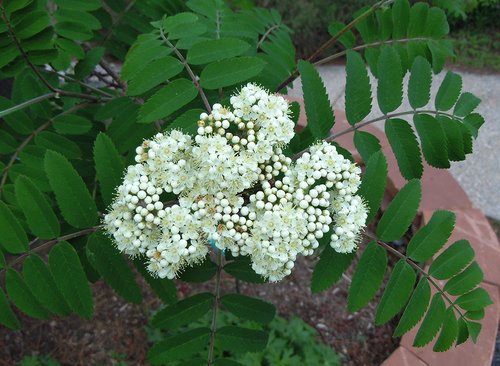 Sorbus aucuparia Inflorescence Top JWB12.JPG