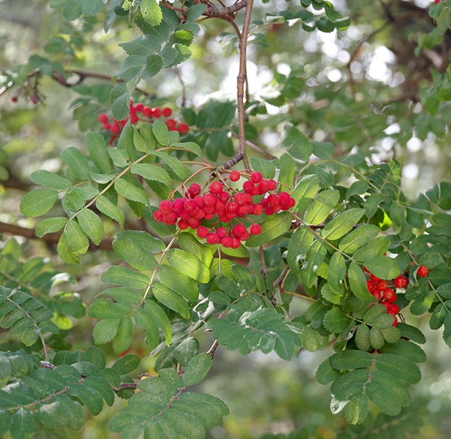 Rowan