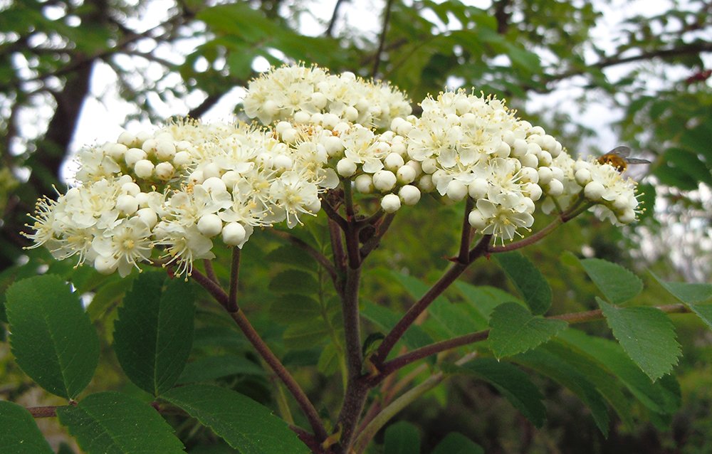 Sorbus aucuparua Inflorescence Side JWB12.JPG