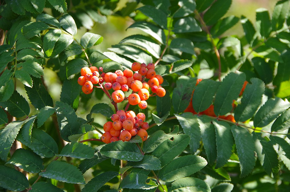 Sorbus scopulina Fruits 1 JMH18.JPG