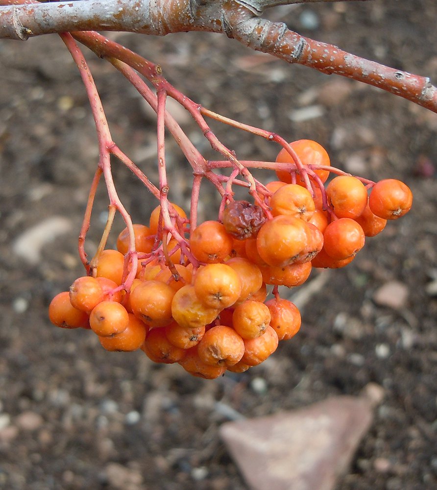 Sorbus scopulina fruit JWB.jpg