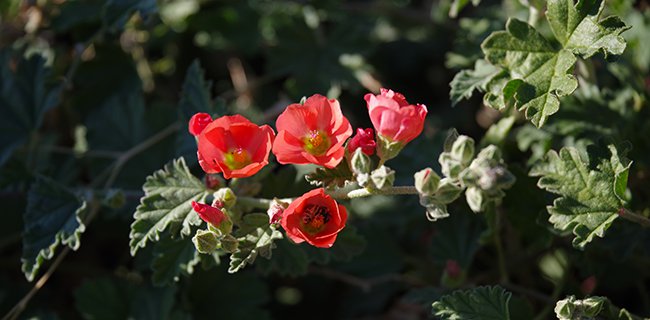 Sphaeralcea-coccinea-Fall-HMS22