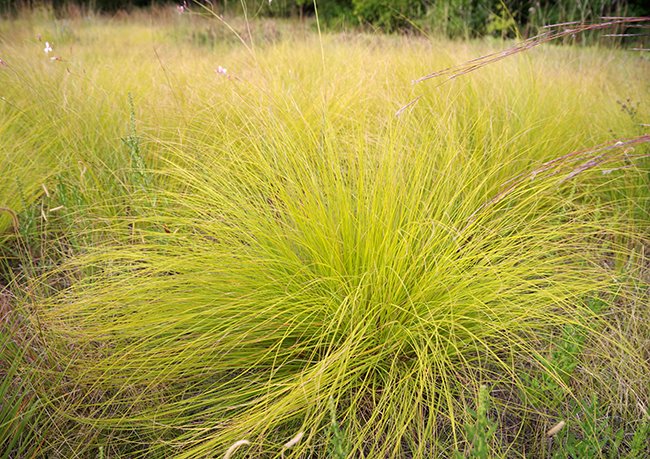 Grass