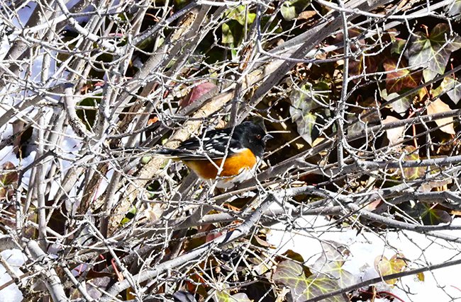 Spotted-Towhee-Winter-GLE24