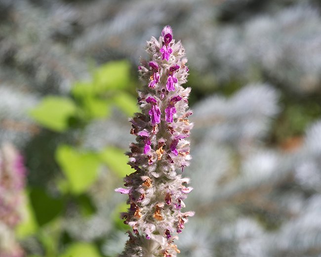 Stachys-byzantina-&#x27;Silver-Carpet-Flowers-1-JWB23