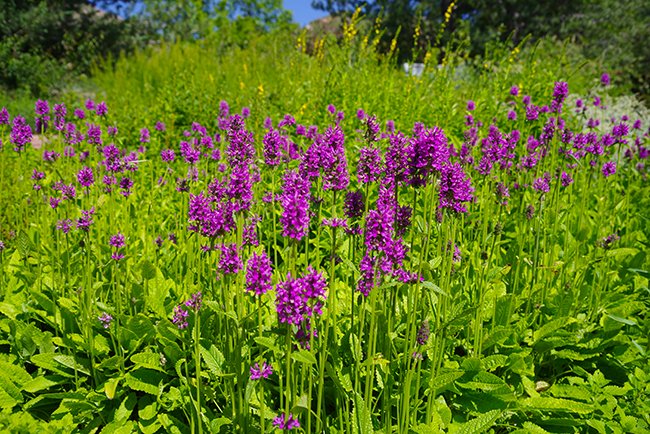 Stachys-officinalis-'Hummelo'-Flower-6-Summer-HMS25