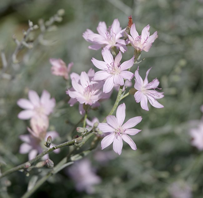 Stephanomeria-occultata-Flowers-1-JWB22