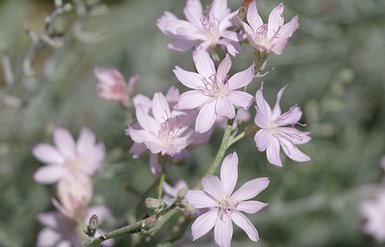 Stephanomeria-occultata-Flowers-1-JWB22