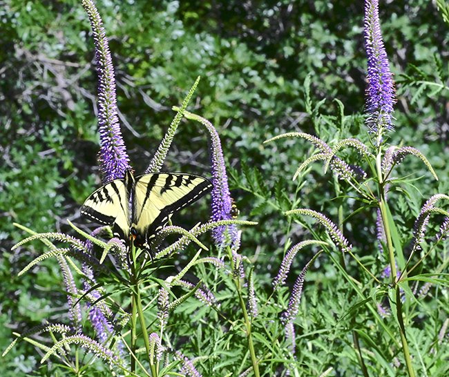 Swallowtail Butterfly on Veronicastrum Flowers 2 GLE23