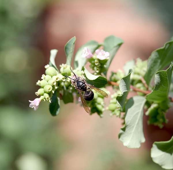 Symphoricarpos-albus-Flowers-1-JWB24