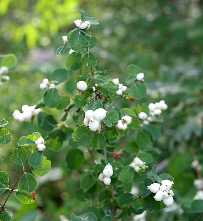 Snowberry